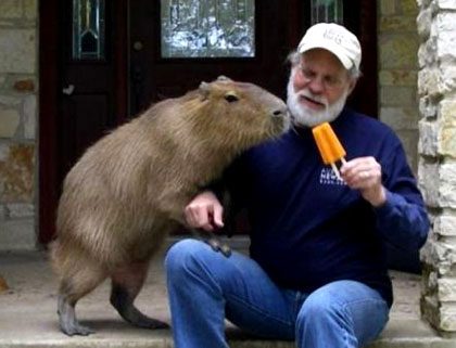 Capybaras kept as pets