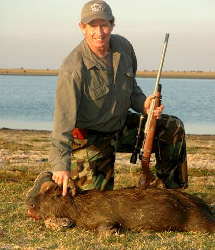 Capybara hunted for food