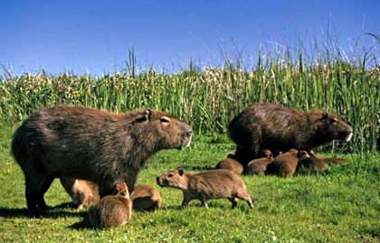 Family of Capybaras