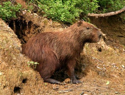 Capybara