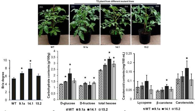 Chart and actual images analyzing the phenotype and quality of tomatoes