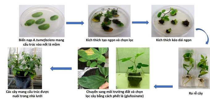 Gene transfer process diagram in soybean