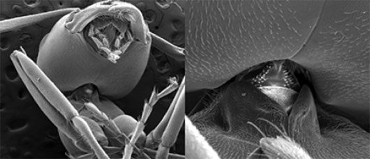 Why can ants lift objects many times their body weight?