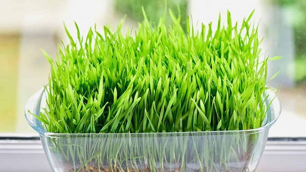 Wheatgrass is Rich in B, C, E Vitamins