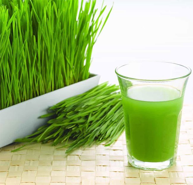 Wheatgrass Prevents Acid Formation in the Body by Providing Alkaline Minerals