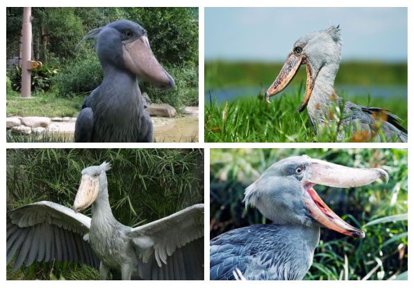 The widest bill in the world belongs to the Shoebill