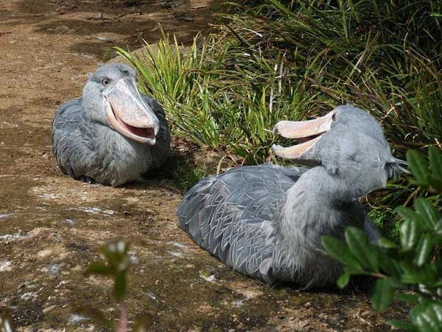 The Shoebill is a solitary animal with a lifespan of over 35 years