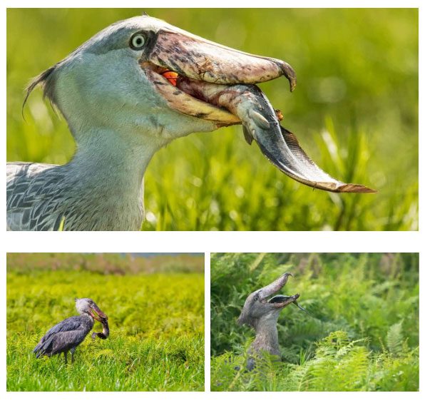 The Shoebill has an incredible hunting ability.