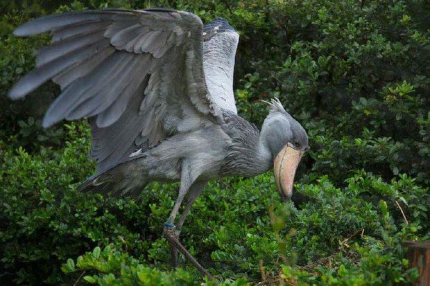 In addition to young crocodiles, the Shoebill also enjoys eating turtles.