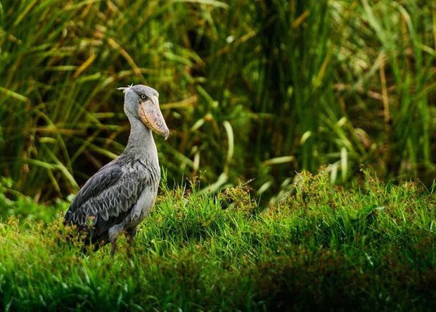 The Shoebill primarily lives in African swamps