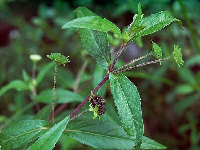 Eclipta prostrata is very popular in folk remedies in Vietnam and China.