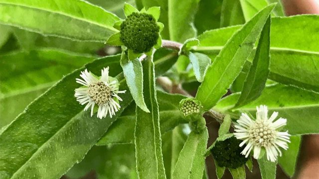 Eclipta prostrata widely distributed in Vietnam, India, China, Thailand, and Brazil.