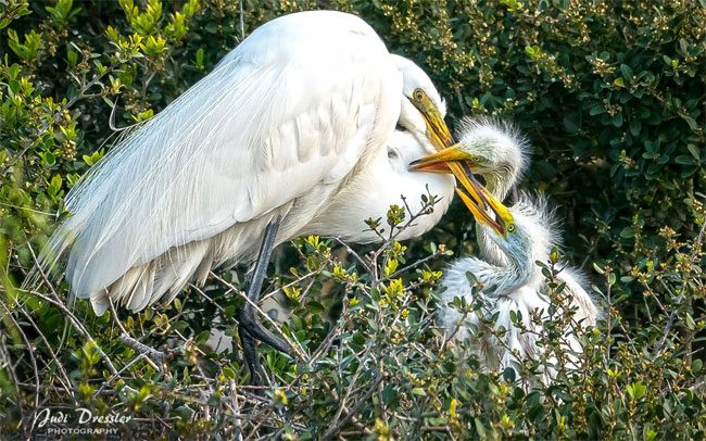 Snowy Egret