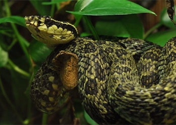 colorful patterned snakes are beautiful but carry deadly venom 135657