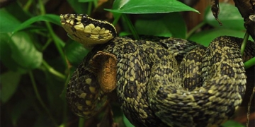 colorful patterned snakes are beautiful but carry deadly venom 135657
