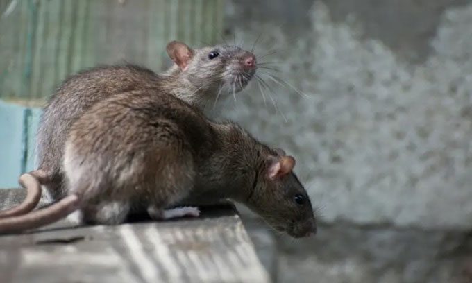 Rats reproduce quickly and in large numbers throughout the year.