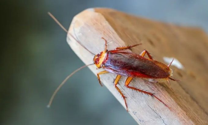 Cockroaches have evolved to survive for hundreds of millions of years.