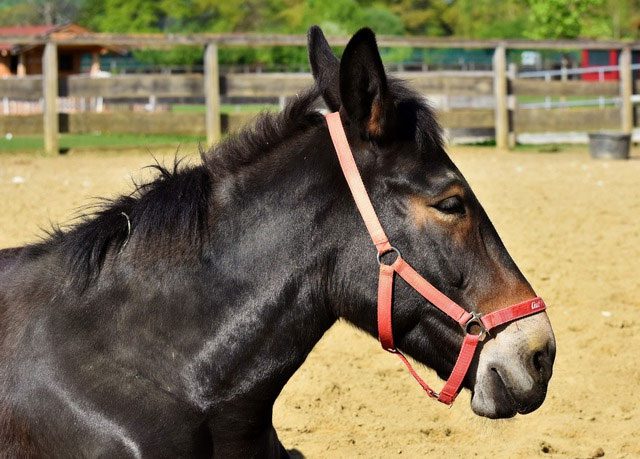 Mules have greatly contributed to the development of agriculture and transportation.