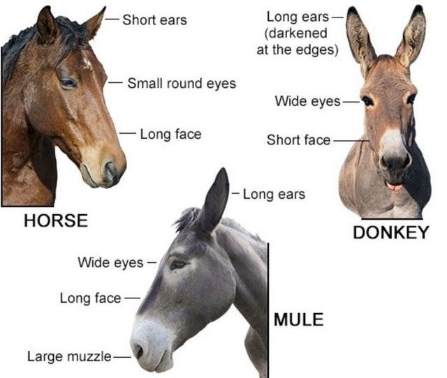 Normal mating among mules cannot produce offspring.