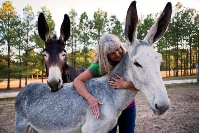 The pregnancy of a mule is a natural biological phenomenon.