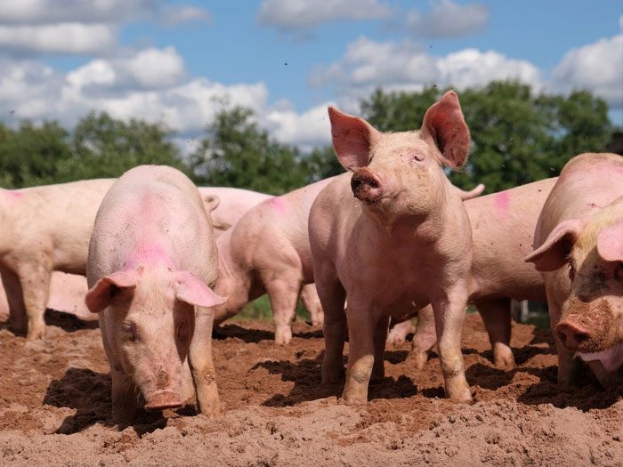 With the help of pigs, the number of chickens attacked by snakes has significantly decreased.