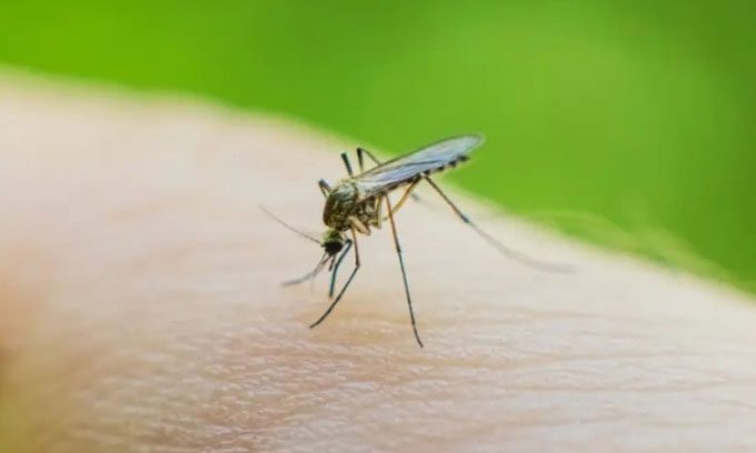 Mosquitoes are vectors for dangerous diseases like malaria, dengue fever, and Zika.