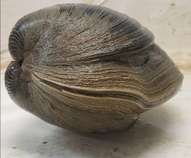 The clam is 214 years old.