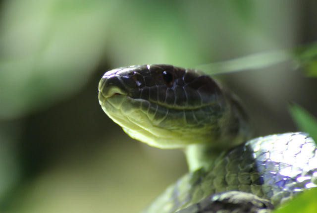 In Ireland, many people have purchased snakes as pets.