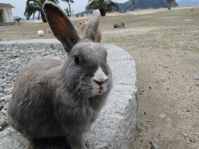 If you hear someone mumbling "rabbit, rabbit" or "white rabbit" on the first day of the month, that person might be British or American.