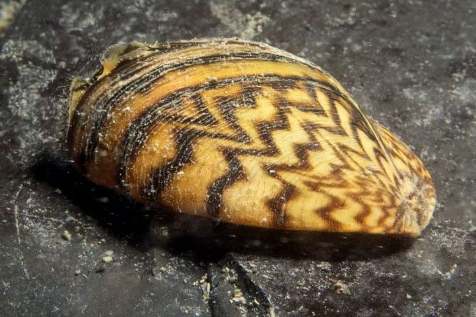 Zebra mussel with distinctive striped pattern