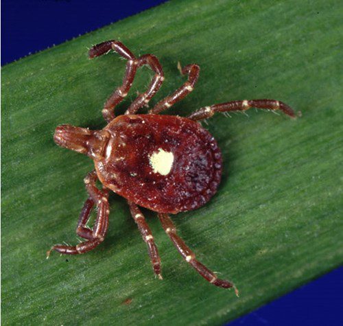 Unique insect that turns people into vegetarians