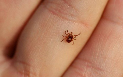 Unique insect that turns people into vegetarians