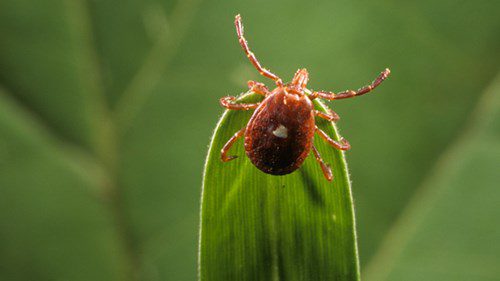 Unique insect that turns people into vegetarians