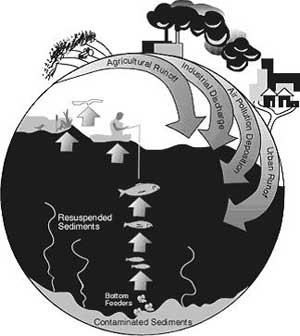 contaminatedsed