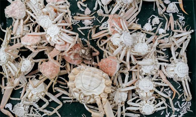 Shells and carcasses of snow crabs