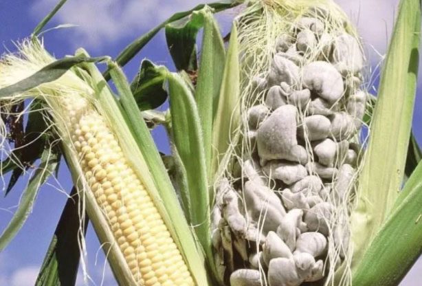 This is a harmful fungus on corn plants.