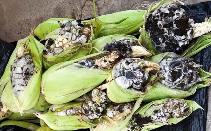 For farmers, when corn is "bumpy," it means yields will decline.