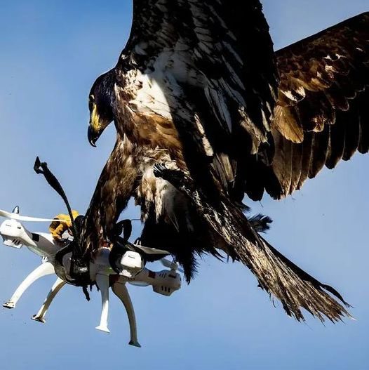 Eagle capturing a drone.