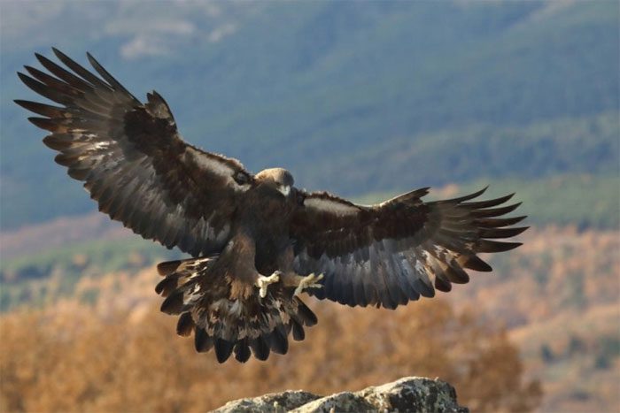 Golden Eagle