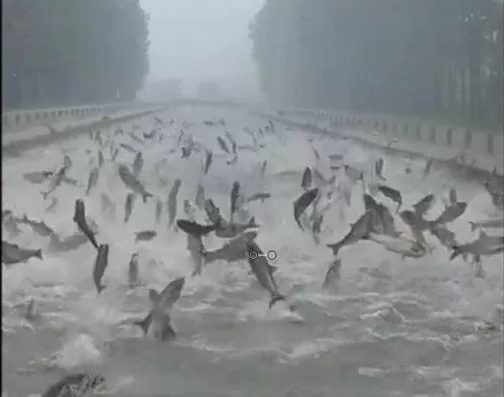 School of fish 'dancing' on the river in China.