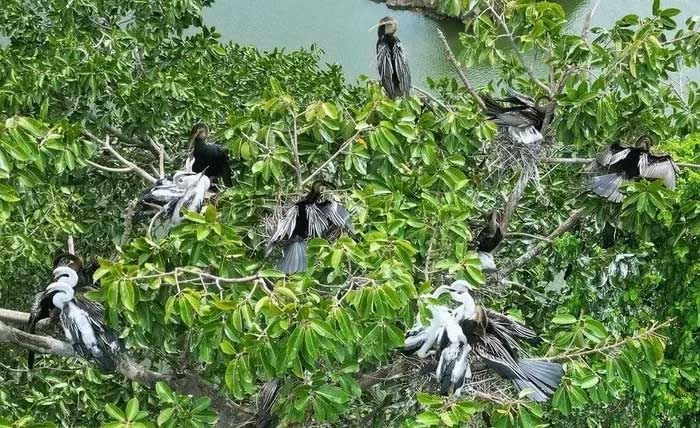 The snake-headed bird population is currently breeding well, with many chicks being born here.