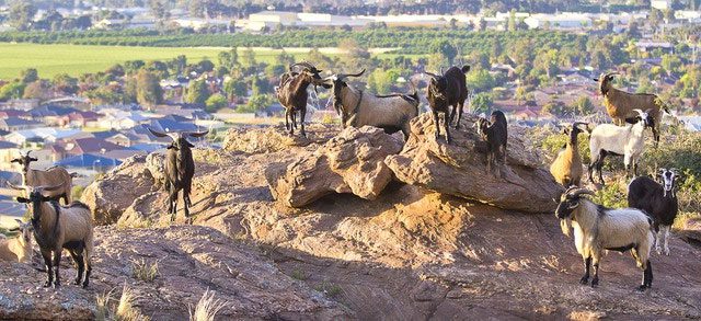 Feral goats graze indiscriminately, leading to a decline in plant diversity.