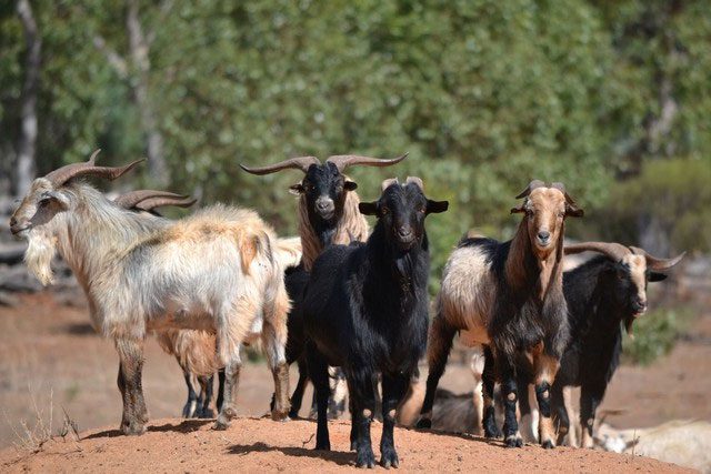 Australia's population is relatively small compared to the number of feral goats.