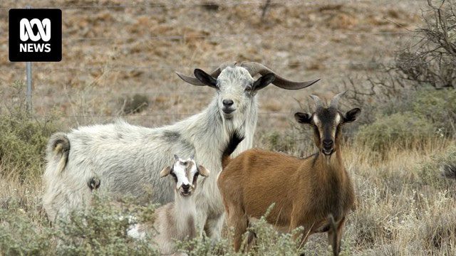 Feral goat meat is not favored by Australians.