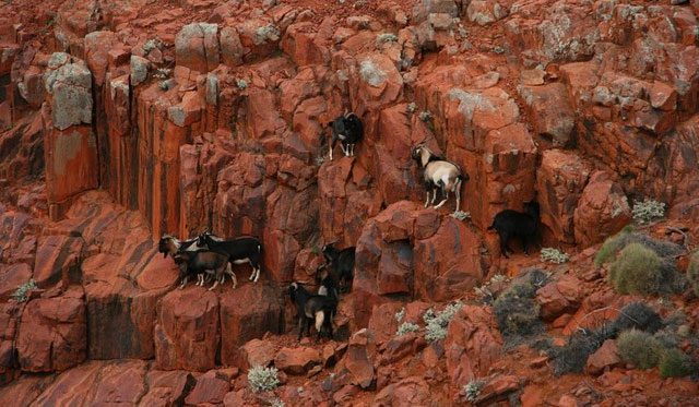 Feral goats live in the wild, making their diet difficult to control.