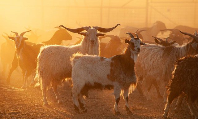 The number of wild goats is increasing annually in Australia.