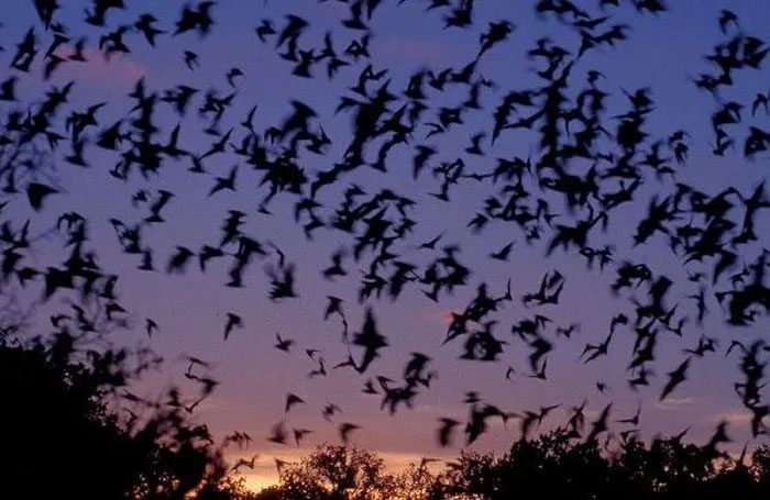 While flying, the heart rate of bats increases to 900 beats per minute (bpm).