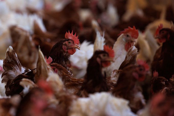 Free-range chickens at Hilliker's Ranch Fresh Eggs Farm, California, USA, April 2022.