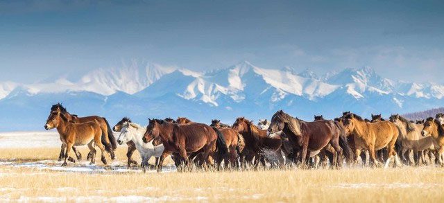 Herd of horses