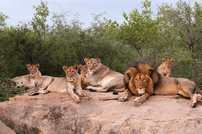 Lions typically live in groups like a family.